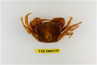 藏品(拉氏清溪蟹)的圖片